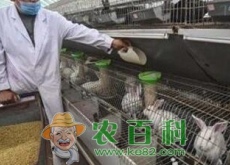 河北枣强（彩色獭兔养殖助农民敲开脱贫致富门）