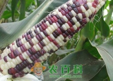 种植业结构怎么调（特色农作物种植多）