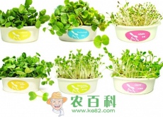 芽菜的栽培技巧和注