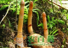 刘炳仁种植天麻技术