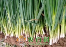 下半年大葱价格行情走势势分析
