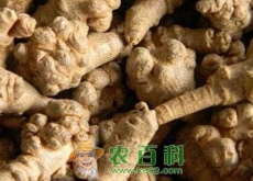 三七价格多少钱一斤（三七后市价格行情走势分析）
