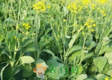 陕西:油菜多功能综合利用获突破（新开发双低菜籽油受青睐）