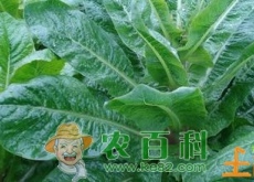 莴笋原产地在地中海　中国莴笋产地首推河北