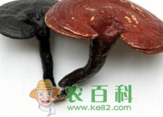 能让灵芝丰产的栽培技术