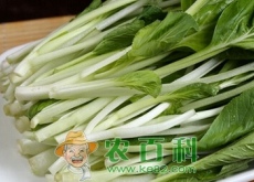 早春大棚有机小白菜栽培技术