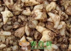 白芨的种植成本和效益分析（按100亩规模种植白芨计算）