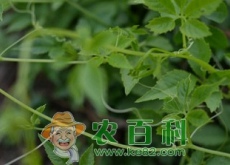 家种绞股蓝的栽培技术