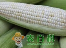 种植早熟甜糯玉米市
