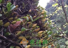 农村这种长在石壁上的“仙桃”，是名贵的补药（功效堪比人参）