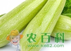 西葫芦化瓜原因及其预防方法