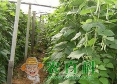 我国芸豆高效施肥技术、配方、时间和效果