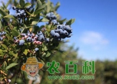 蓝莓的生长规律