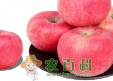 苹果原产地在土耳其东部　中美法意等国是主要苹果产地