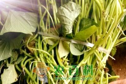 “长寿食品”红薯的种植时间、栽培方法和病虫害防治技术