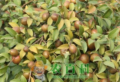 油茶产业成赣州精准扶贫“主力军”