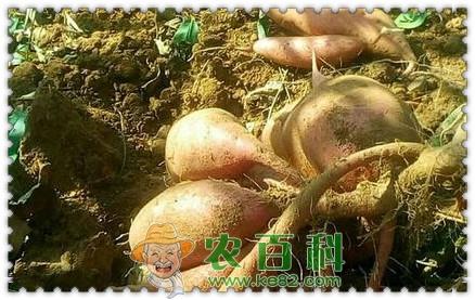 一年生草本红薯亩产量是多少？高产栽培技术要点是什么？