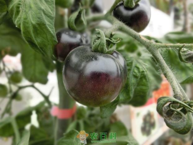 黑番茄种子哪里有卖?多少钱一斤?