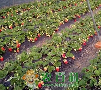 贵阳摘草莓2