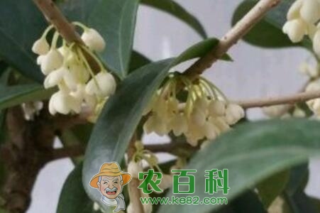 桂花种子多少钱一斤?什么时候播种?种植方法有哪些?