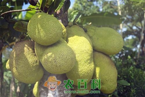 红肉菠萝蜜是转基因水果吗?最新价多少钱一斤?和黄肉有什么区别?
