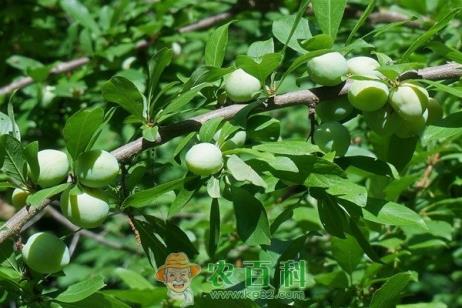 青梅是哪的特产？多少钱一斤2019？有什么好处？