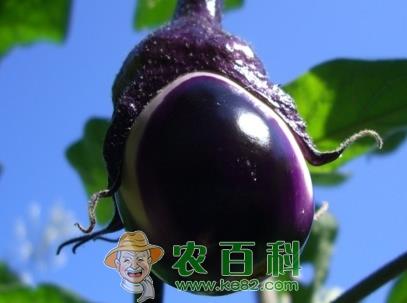 9月份适合种什么蔬菜？吃哪些应季蔬菜？