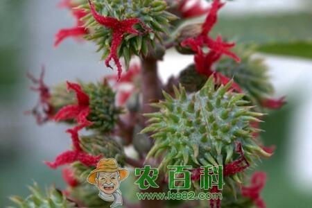 大戟科植物蓖麻籽多少钱一斤？有毒吗？