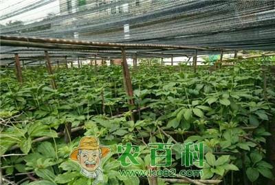 重楼价格是多少钱一斤？有哪些功效与作用？