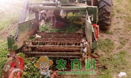 “长寿食品”红薯的种植时间、栽培方法和病虫害防治技术