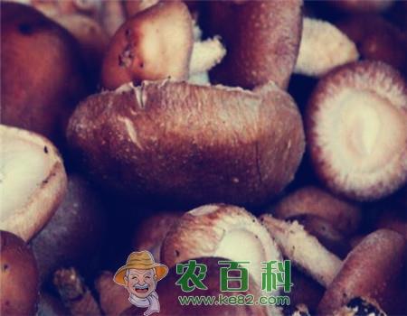 “山珍”香菇价格多少钱一斤?是哪里的特产?据说这几地方的香菇品质最好!
