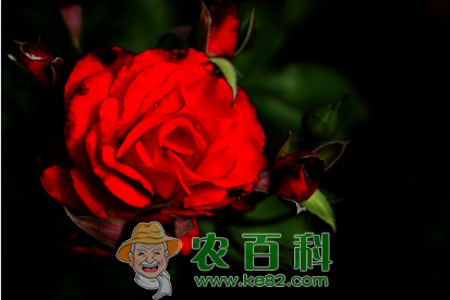 玫瑰花价格还会有多大的上涨空间?花农是否能赚到钱?