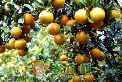 皇帝柑什么时候成熟?多少钱一斤?有什么营养价值?
