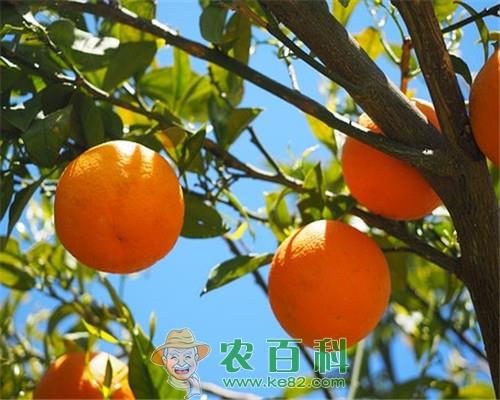 橘子树什么时候种植?什么时候开花结果?怎样栽培?