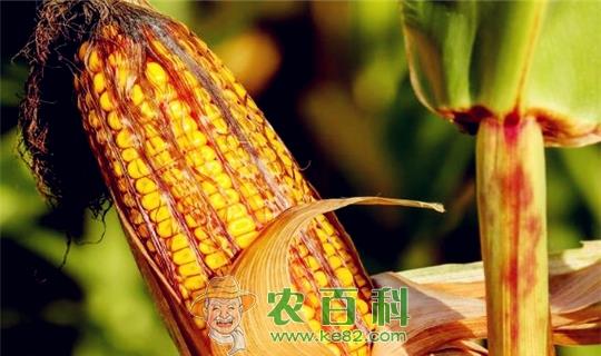 玉米价格行情预测：玉米多少钱一斤？（附各地玉米最新价格行情）