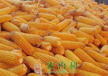 玉米价格行情预测：玉米多少钱一斤？（附各地玉米最新价格行情）