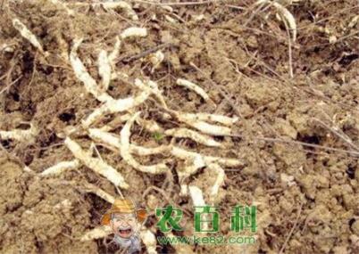 “蔬菜珍品”地参现在多少钱一斤？常食用有减肥的功效！（附种植技术）