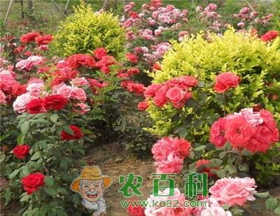 贵州土壤气候条件适合种什么花卉和经济树木？