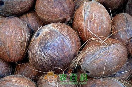 椰子是什么季节的水果?多少钱一斤?有什么功效和作用?
