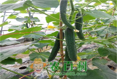 黄瓜叶面追肥要注意哪些问题?