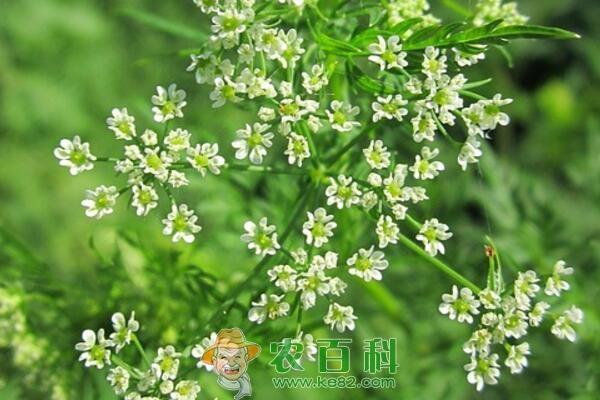 防风种子多少钱一斤？栽培种植技术有哪些？