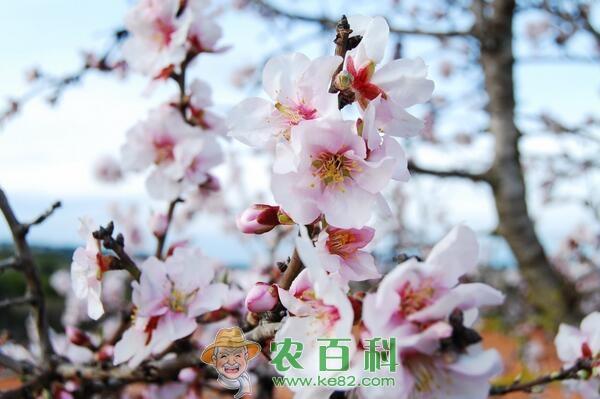 桃树一般几月份落叶?什么时候会开花、结果、长新叶子?有哪些主要品种?