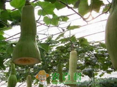 砍瓜怎么种植？多少钱一斤？怎么吃？