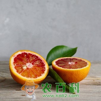 血橙