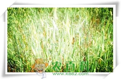 禾本科植物燕麦与牧草高产混播种植技术