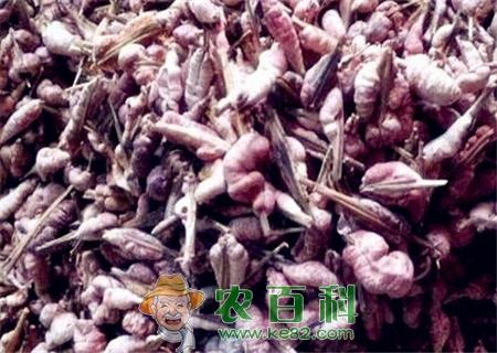 天竺黄价格多少钱一斤？与竹黄的区别在哪里？附天竺黄功效与作用