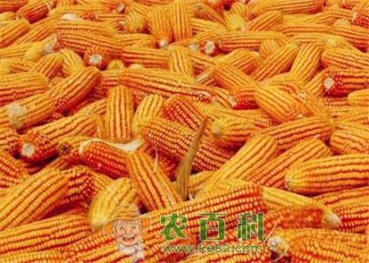 玉米价格行情预测：玉米多少钱一斤？（附各地玉米最新价格行情）