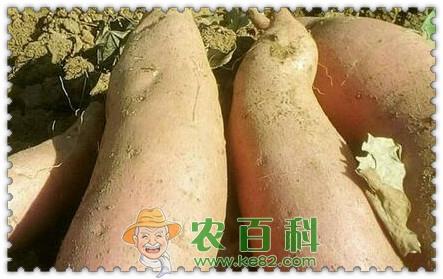 一年生草本红薯亩产量是多少？高产栽培技术要点是什么？