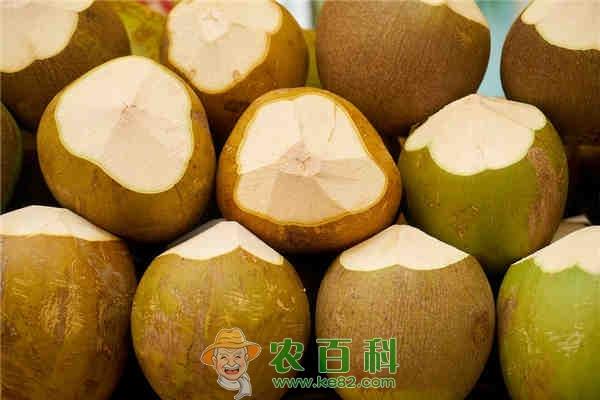 椰子是什么季节的水果?多少钱一斤?有什么功效和作用?