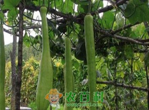砍瓜怎么种植？多少钱一斤？怎么吃？